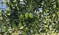 1 Kilo Zeytinin Maliyeti Açıklandı