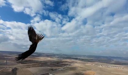 Bursa'da drone çekimine bir şahin eşlik etti