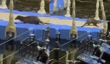 Erbaa'da nesli tükenmekte olan su samuru görüldü